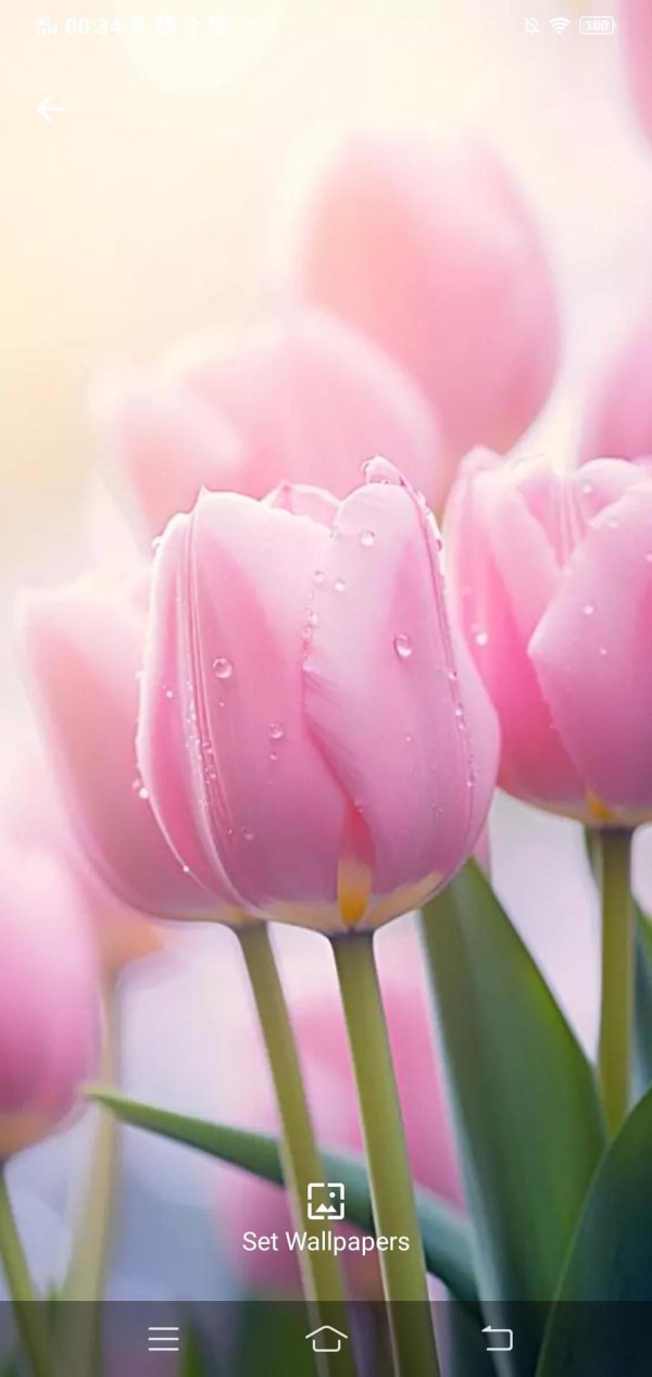 тюльпан красивый