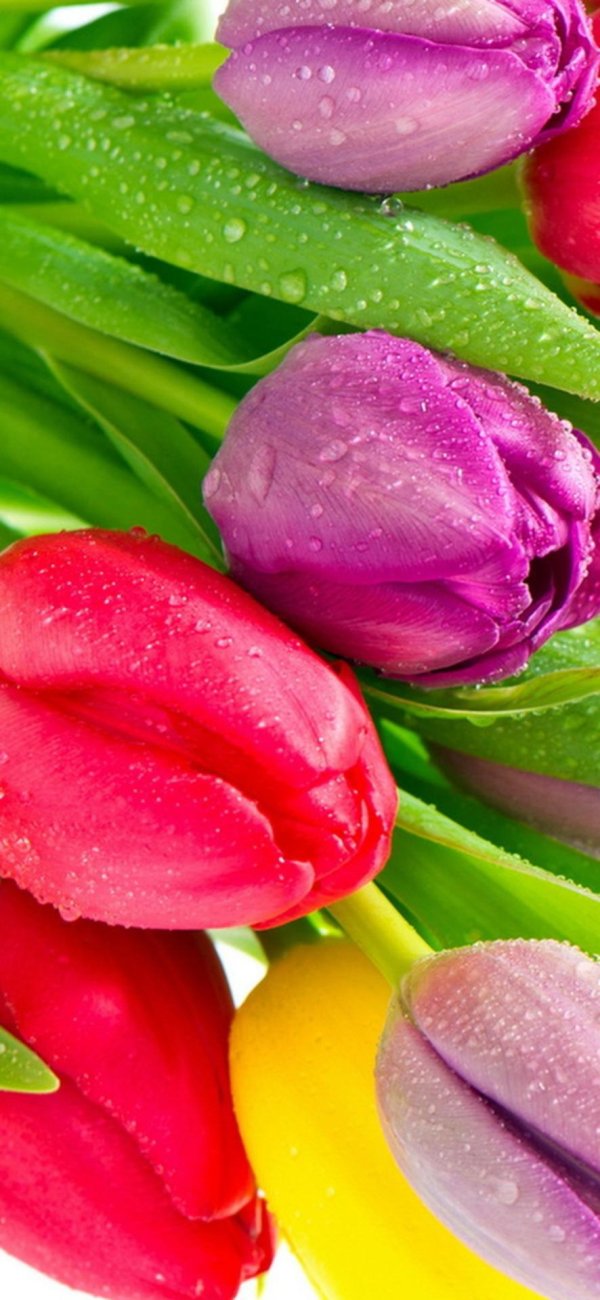 открытка с тюльпанами