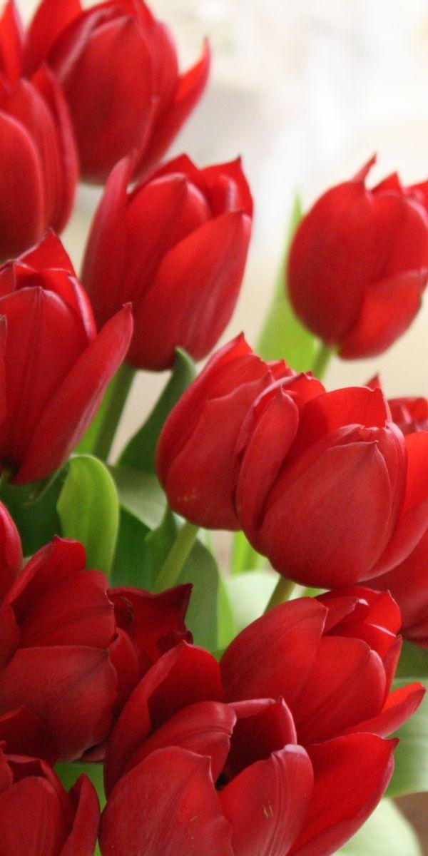 тюльпан red bouquet