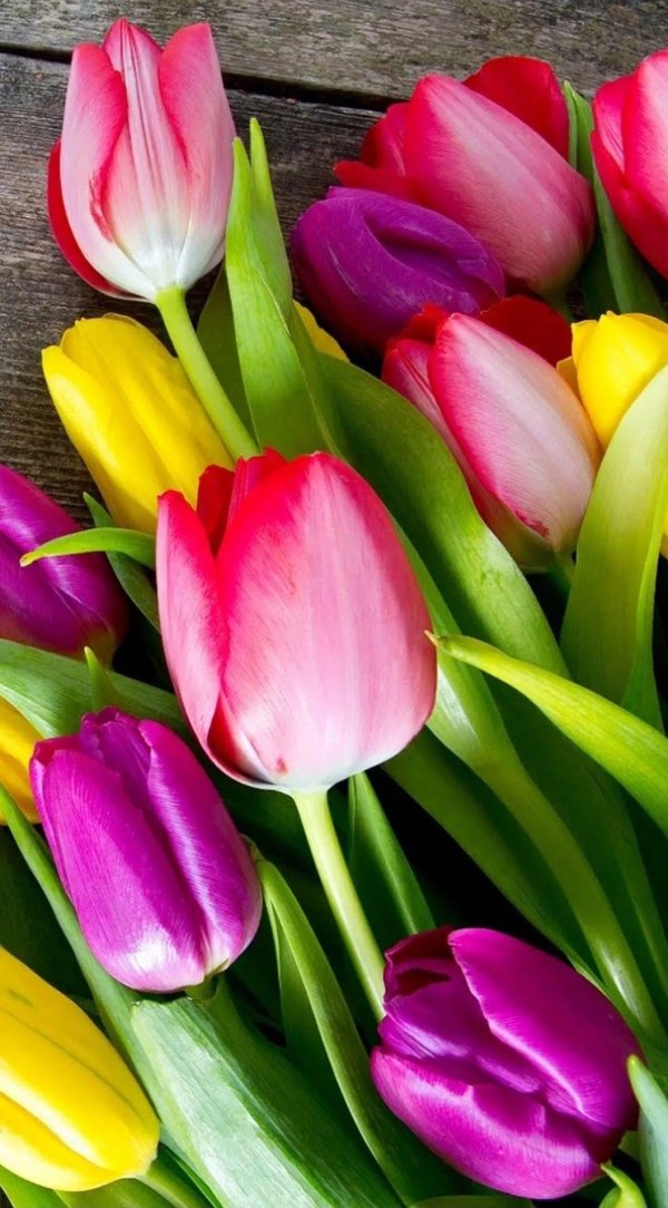 шикарные тюльпаны