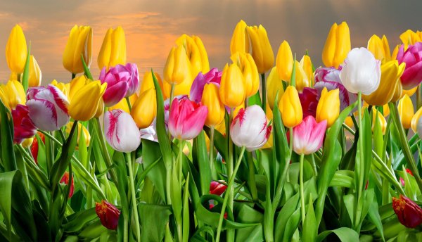 цветок тюльпан