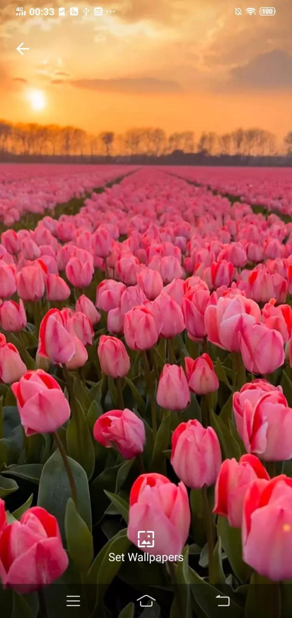 тюльпановое поле