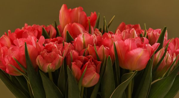 тюльпан пионовидный коламбус