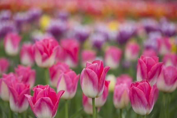 тюльпан свит парадиз