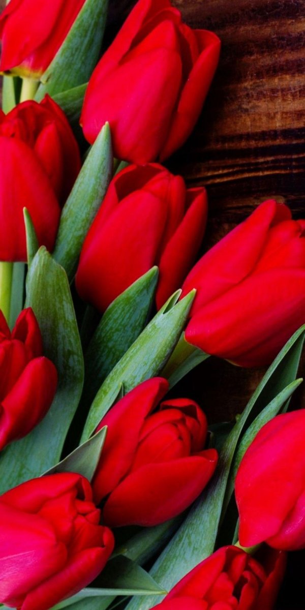 букет красных тюльпанов