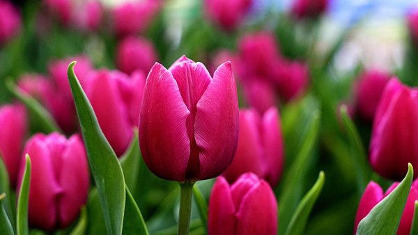 тюльпан барселона триумф