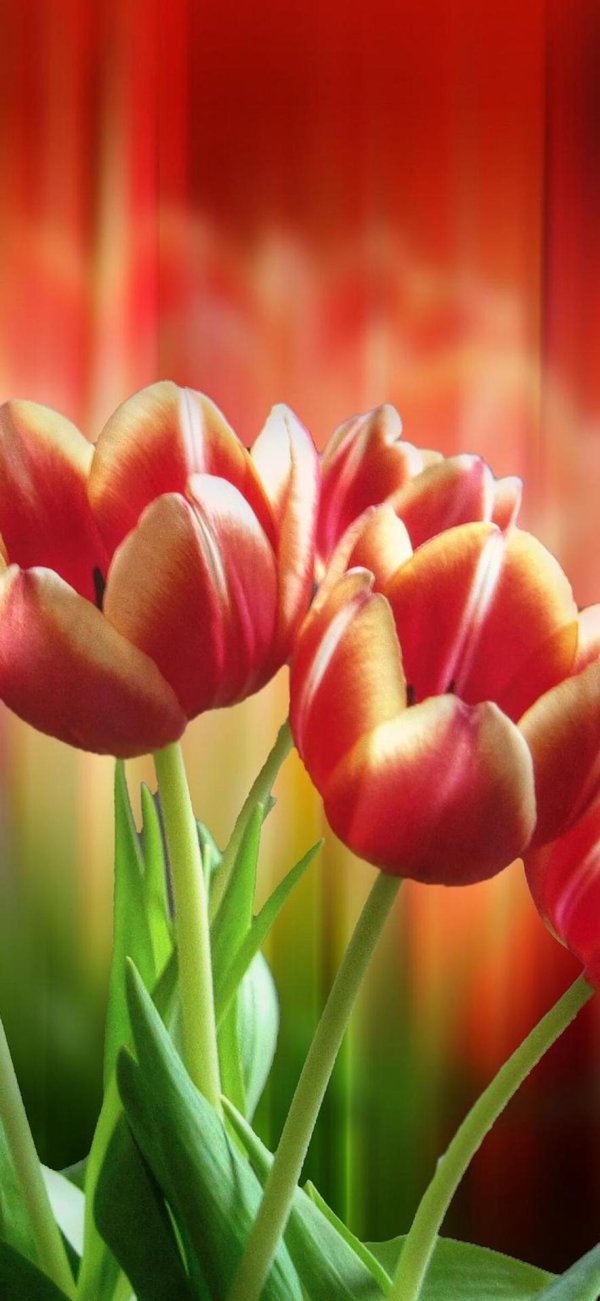 тюльпан красный