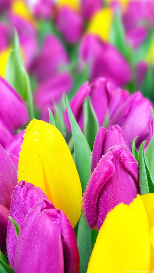 цветок тюльпана