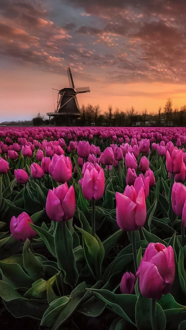 тюльпановые поля турция