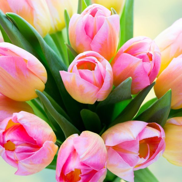 цветок тюльпан