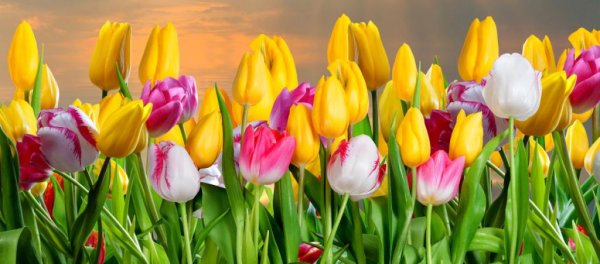 цветок тюльпан