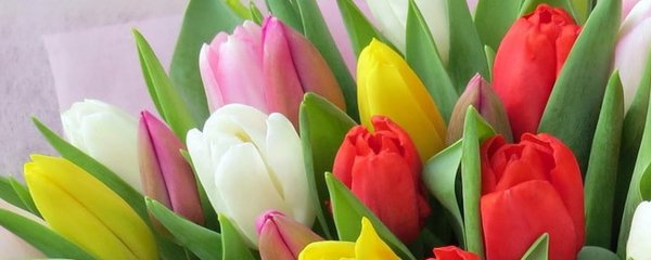 тюльпан красивый