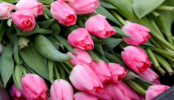 тюльпан пинк перл