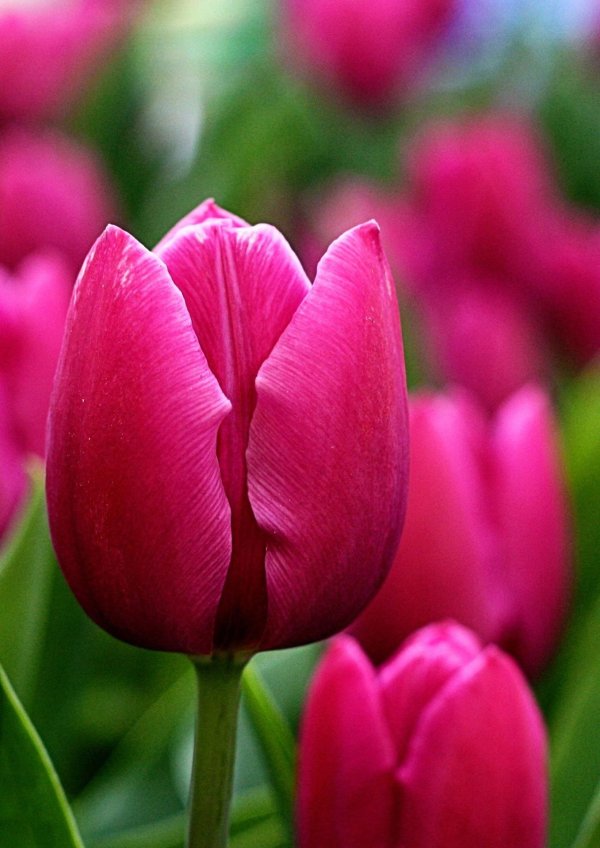 тюльпан триумф сайгон