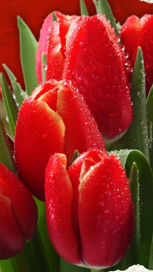 тюльпан красный
