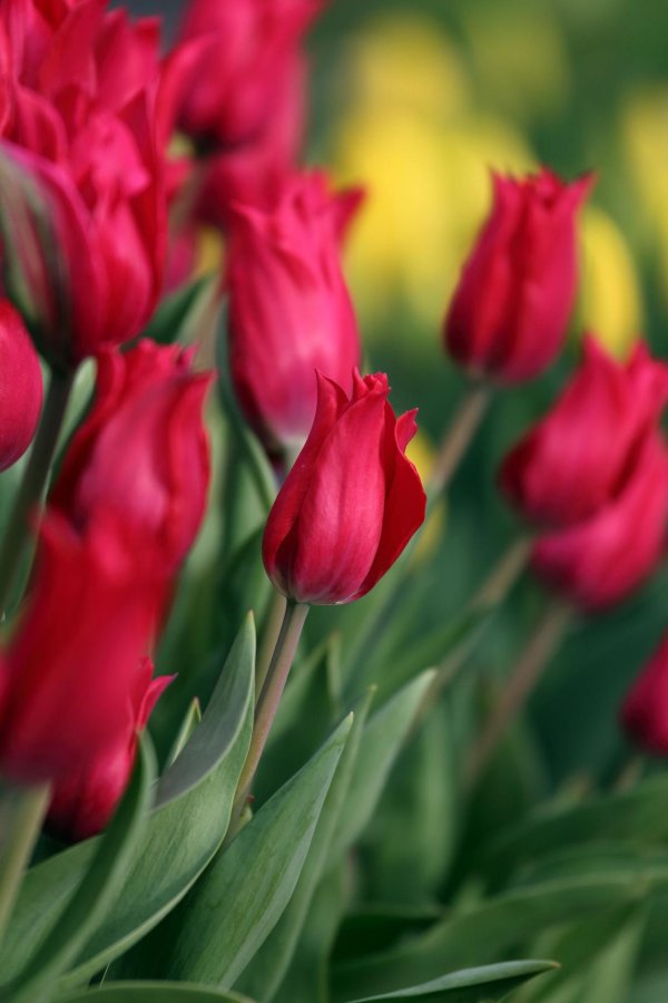 тюльпан бастер рэд