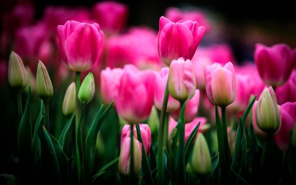 тюльпан vesna