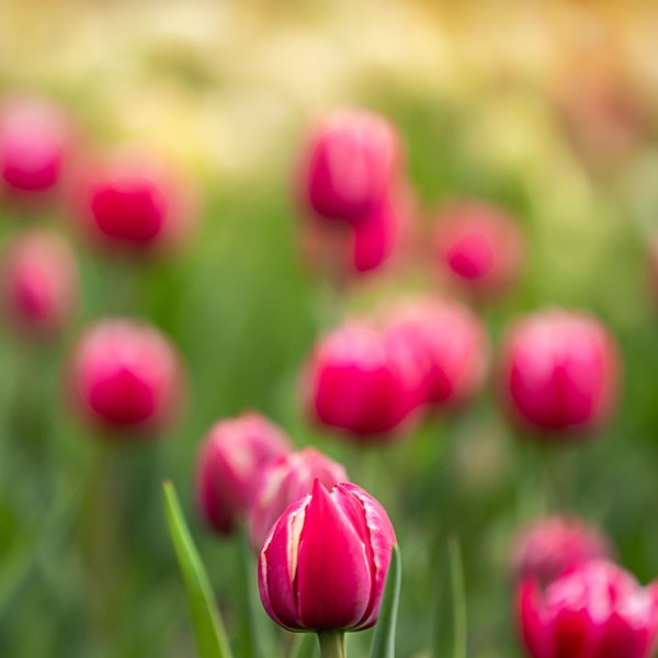 сорт тюльпанов