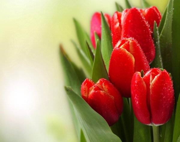 тюльпан красный