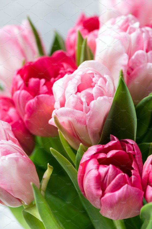 пионовидные тюльпаны