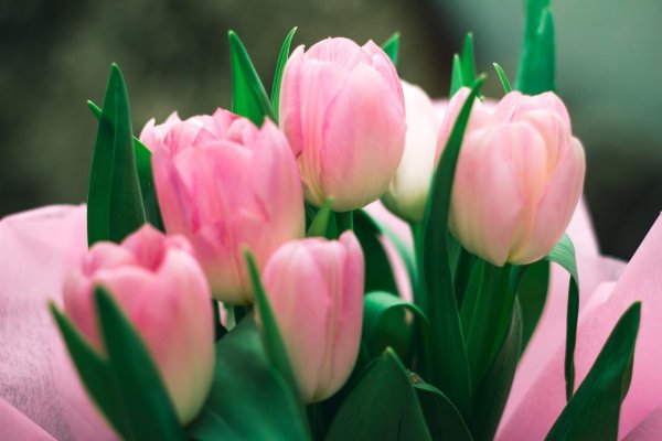 тюльпан sweet rosy