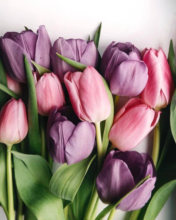 тюльпан пурпл элеганс