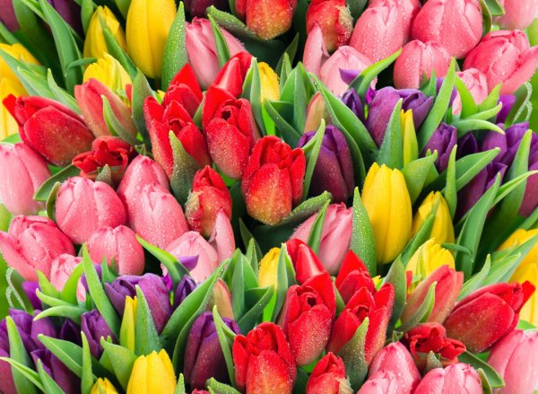 цветок тюльпан