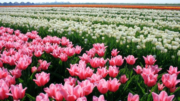 тюльпановые плантации в голландии