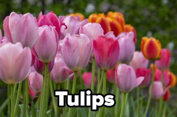 тюльпан дримленд