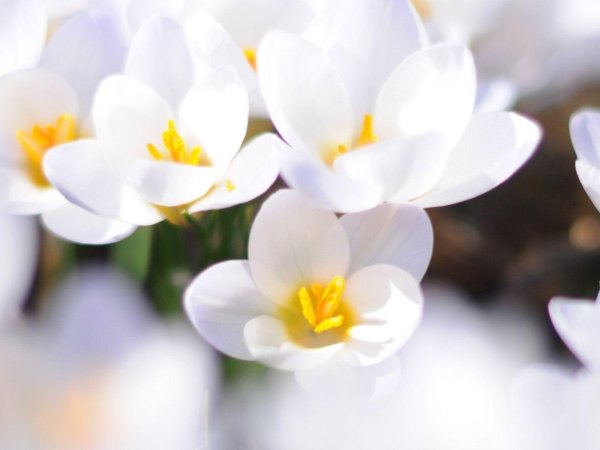 белые цветки