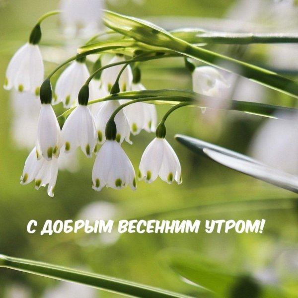 утра доброго весеннего