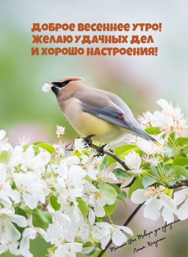 птица свиристель