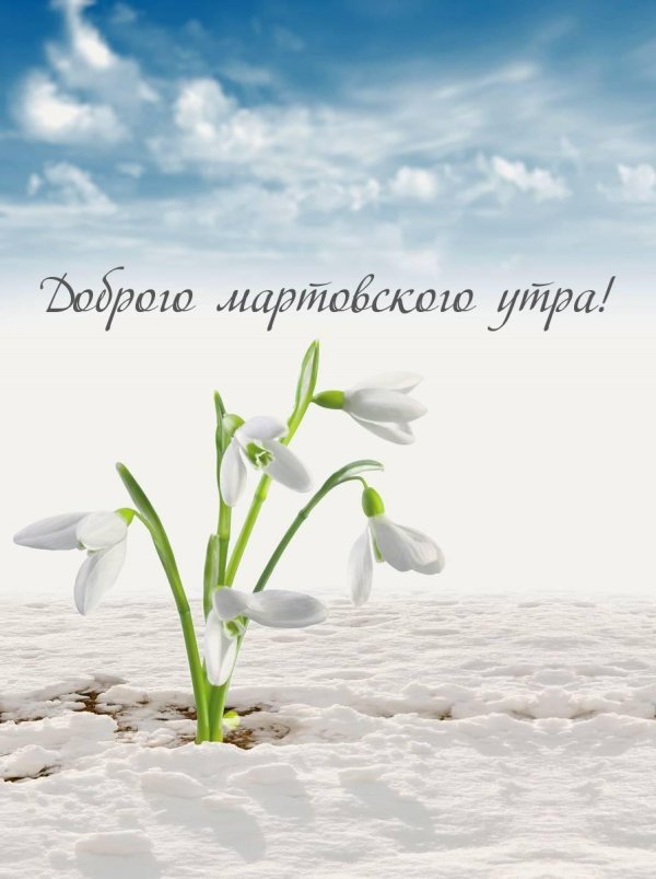 фон подснежники