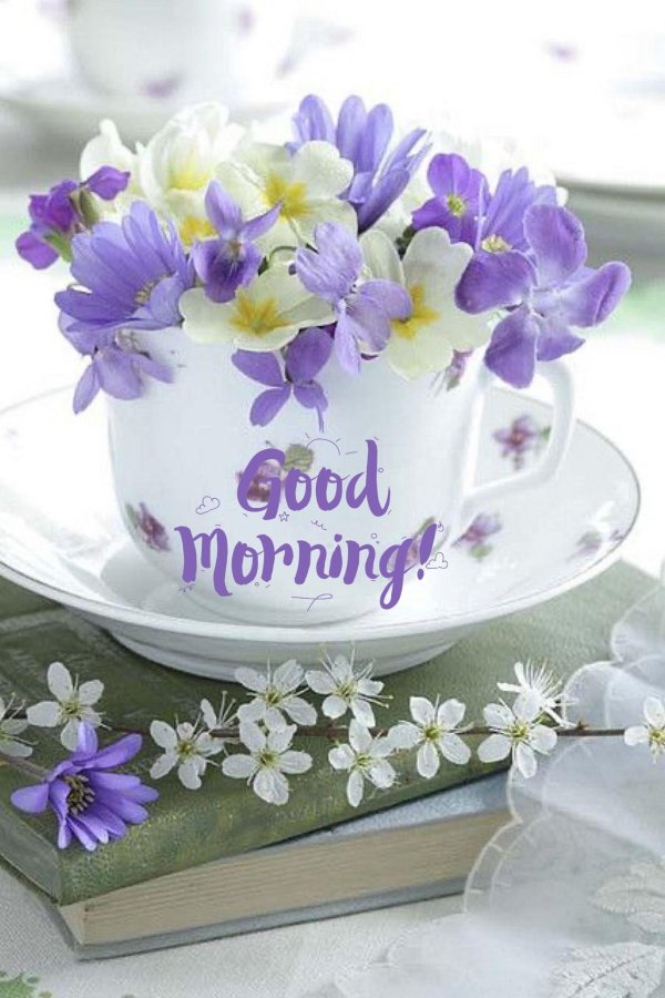 цветок фиалка