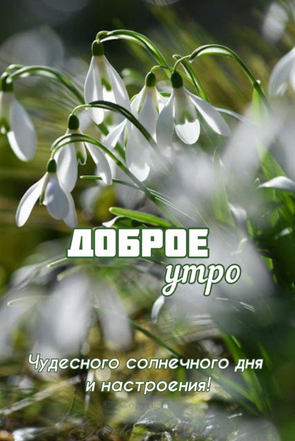 весенние цветы белые