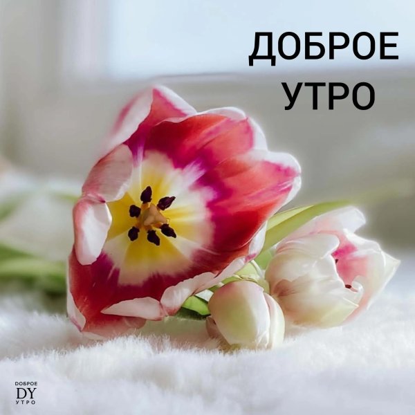 добра утра