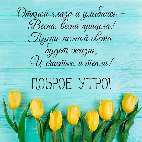 жëлтые тюльпаны