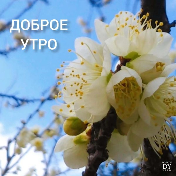 доброго весеннего утра любимому