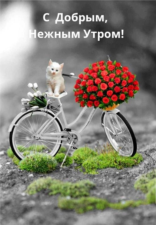 велосипед цветы