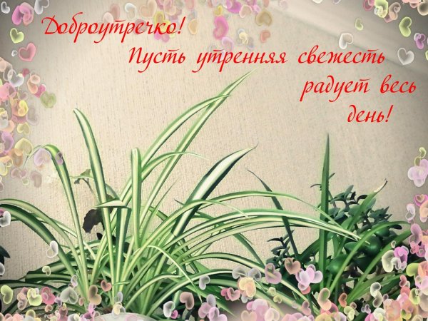 нежного утречка