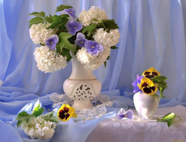 валентина колова натюрморты