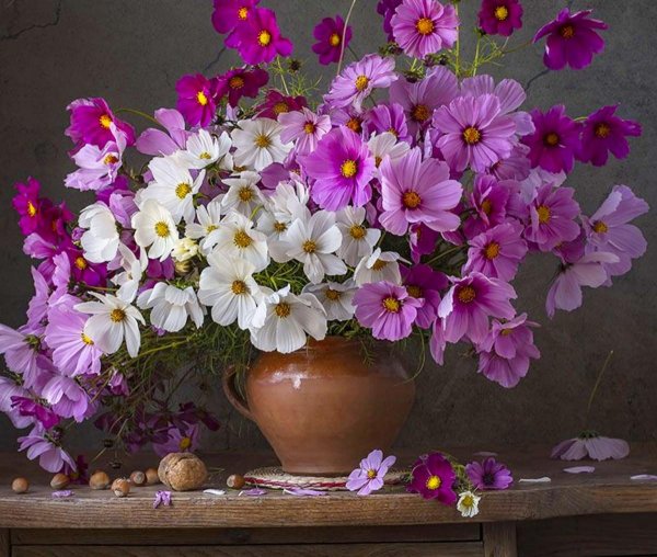 цветок космеи