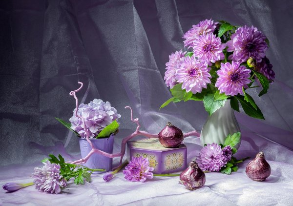 георгины фотонатюрморты