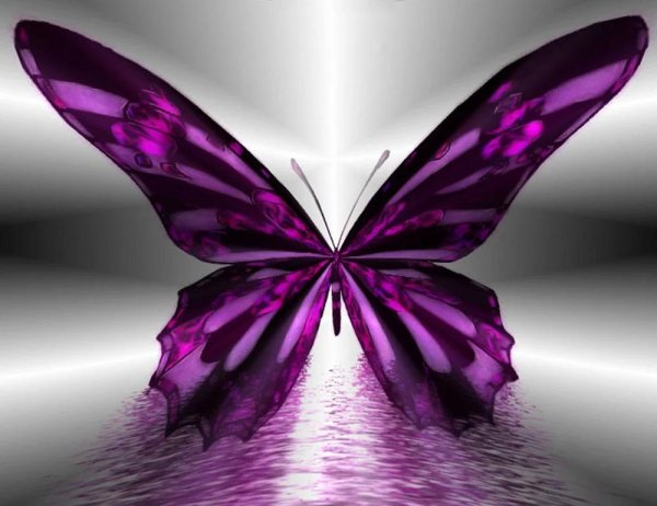 сиреневая бабочка