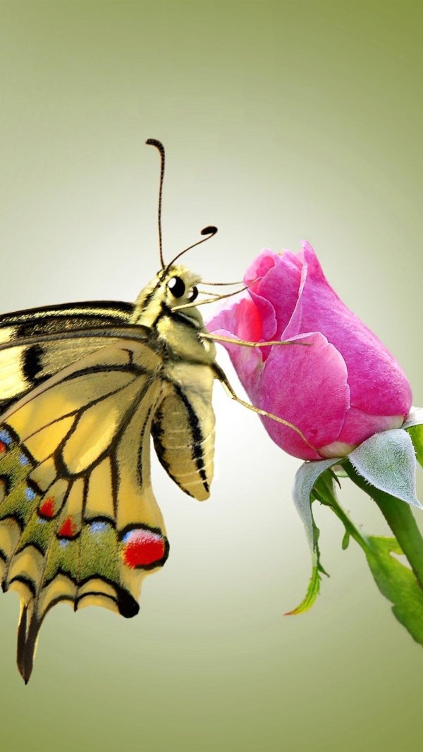 бабочка махаон