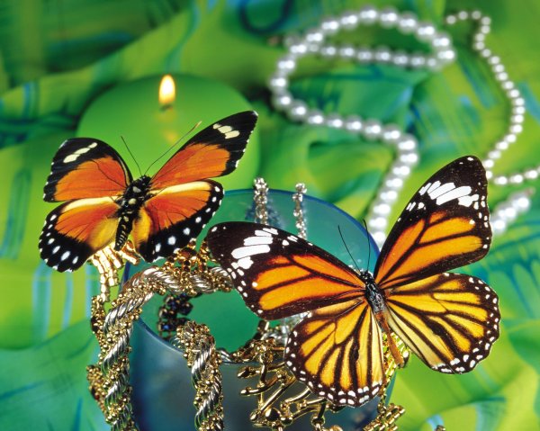 данаида монарх