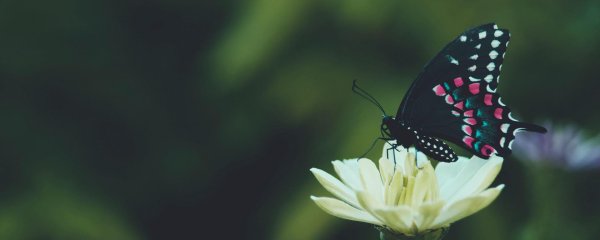 pipevine swallowtail бабочка