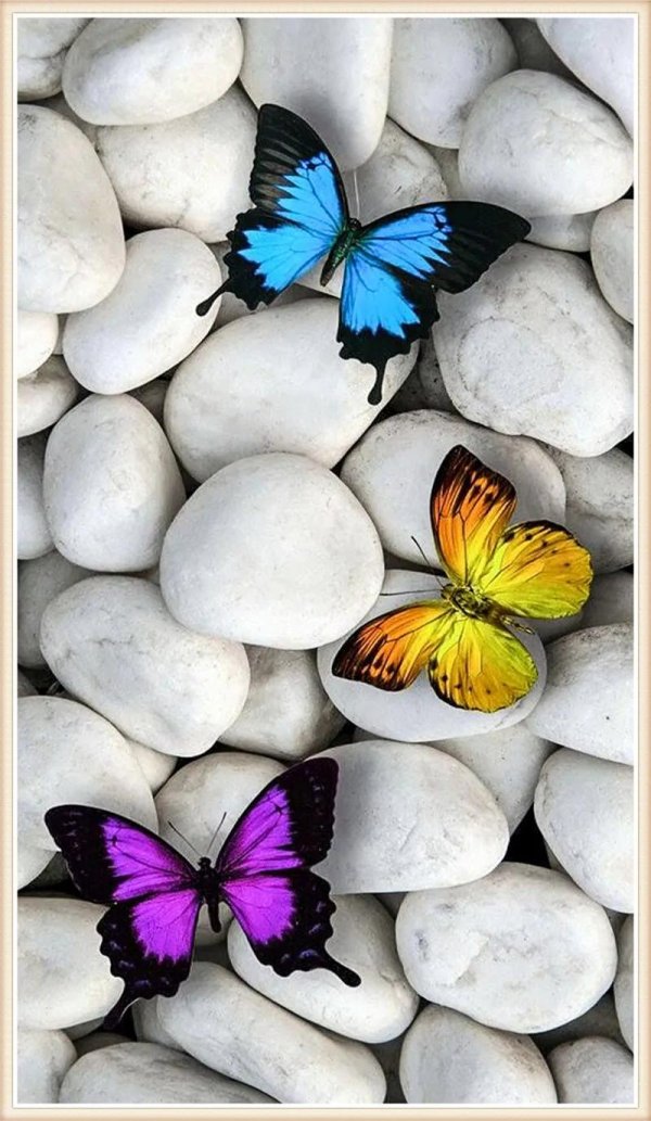 яркая бабочка