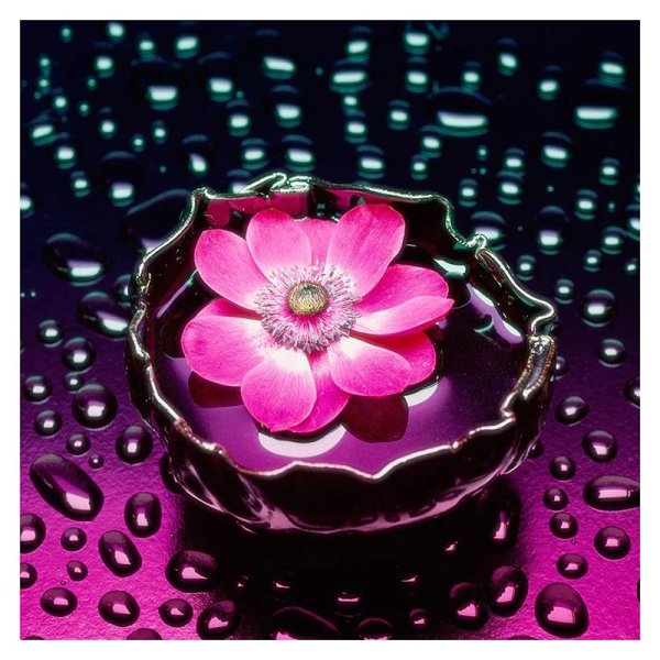 цветы в природе