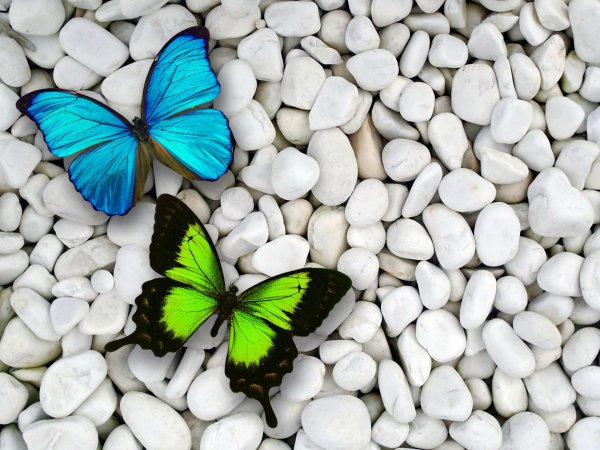 голубая бабочка